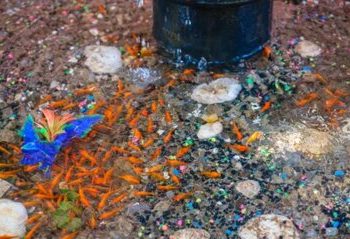 تصاویر بی‌نظیر از رشد ماهی‌های قرمز کنار شیر آتش‌نشانی