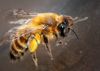 چگونه در طبیعت‌ گردی از دست حشرات در امان بمانیم؟