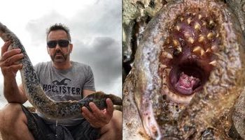 درازترین ماهی خونآشام با دهانی پر از دندانهای تیز و ترسناک/ عکس