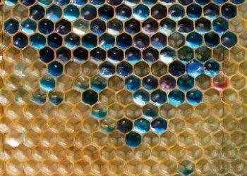 شیوه جدید تشخیص عسل تقلبی