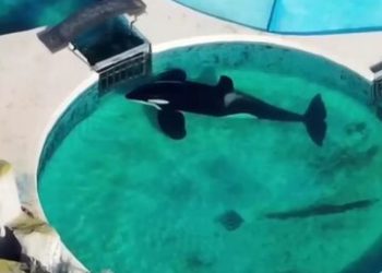 نهنگ قاتلی که در استخری کوچک نگهداری می‌شود/ عکس