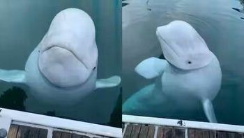 جسد نهنگ جاسوس در سواحل نروژ پیدا شد/ عکس