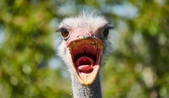 شترمرغ سرگردان در جاده/ عکس