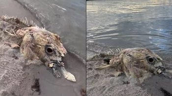 کشف جسد موجود دریایی ناشناخته و ترسناک در ساحل/ عکس