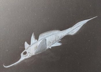 شبح در اقیانوس پیدا شد