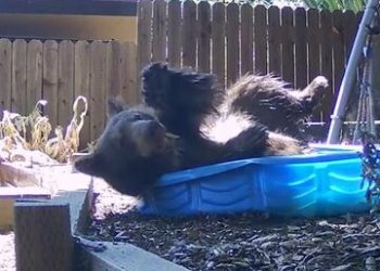 آبتنی خرس سیاه در استخر پلاستیکی خبرساز شد/ عکس