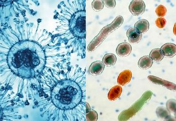 معمای جدید مرغ و تخممرغ / اول ویروس بود یا باکتری؟