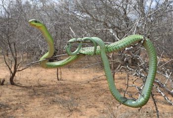نیش این مار بی‌صدا می‌کشد