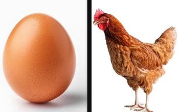 معمای «اول مرغ بود یا تخممرغ؟» بالاخره حل شد
