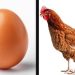 معمای «اول مرغ بود یا تخممرغ؟» بالاخره حل شد