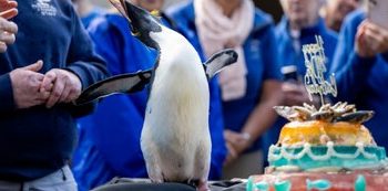 پیرترین «پنگوئن ماکارونی» دنیا ۴۰ ساله شد/ عکس