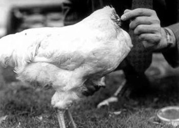 اعلام وضعیت اضطراری در کالیفرنیای آمریکا