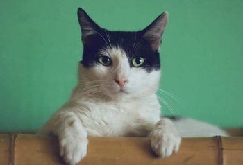 شکایت از شوهر بهدلیل توجه او به گربه خانگیاش