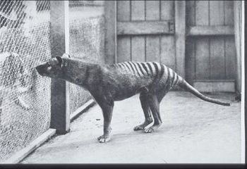 بازگشت ببر منقرض شده به زندگی / سر بریده شگفتیساز!