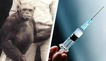 ادعای جنجالی: ما یک انسان-شامپانزه به دنیا آوردیم و آن را کشتیم!