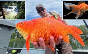 پیدا شدن ماهی قرمز غول‌پیکر در رودخانه‌ای خبرساز شد/ عکس