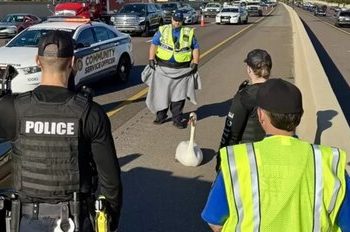 قُوی سرگردان در بزرگراه؛ پلیس وارد عمل شد/ عکس