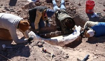 کنده درخت، گنج ۱۲ هزار ساله از آب درآمد / عکس