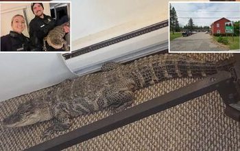 تمساح در یکی از اتاق‌های متل/ عکس