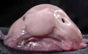 برنده مسابقه زشت‌ترین حیوان جهان ۲۰۲۵ در نیوزیلند/ عکس