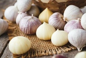 سیر تک‌حبه‌ای که احتمالا درباره آن چیزی نمی‌دانید/ عکس