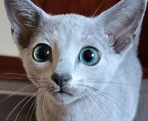 زیباترین گربه جهان انتخاب شد/ عکس