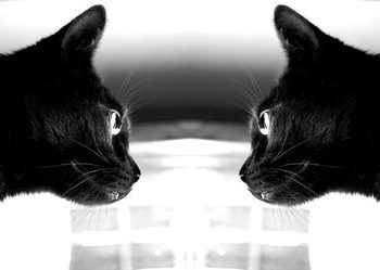 گربه کوانتومی همه را شگفت‌زده کرد