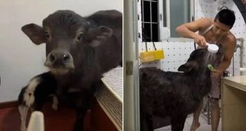 نگهداری گوساله در آپارتمان اجاره‌ای/ عکس