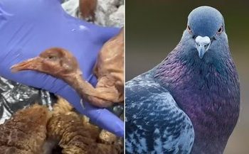 سرو کبوتر خیابانی به‌جای اردک در یک رستوران‌/ عکس