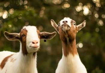 زندگی بزهای اسرارآمیز در جزیره‌ای بدون آب شیرین