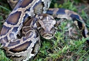 سرنوشت مردی که ۱۸ سال به خودش سم مار تزریق کرد