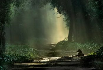 گزارش تصویری| بهترین تصاویر ثبت شده از حیات وحش