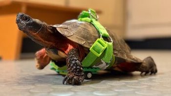 ساخت پای مصنوعی با استفاده از لگو برای لاک‌پشت/ عکس