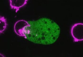 انگل حیله‌گر!