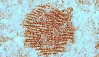 قدیمی‌ترین اثرانگشت‌ انسان پیدا شد / یادگاری از ۴۳ هزار سال پیش