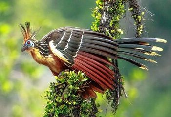 بدبوترین پرنده جهان/ عکس