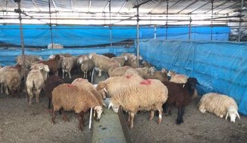 هشدارهای جدی درباره ذبح دام در عید قربان/ گوشت قربانی را ۲۴ ساعت در یخچال قرار دهید