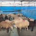 هشدارهای جدی درباره ذبح دام در عید قربان/ گوشت قربانی را ۲۴ ساعت در یخچال قرار دهید