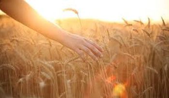 کدام روز هفته برای شروع کار میمون و مبارک است؟