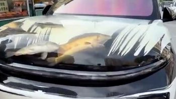 آکواریوم متحرک درون کاپوت خودرو/ عکس