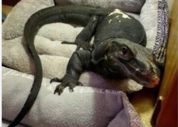 فرار مارمولک بزرگ خبرساز شد/ عکس