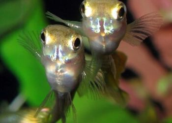 سازگاری عجیب ماهیهای گوپی در فاضلاب شهر!/ عکس